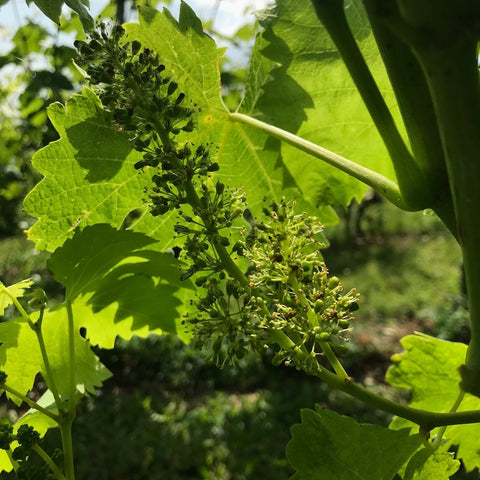 🍷 Cabernet Sauvignon: Ein kühner Ausdruck von Cave du Consul