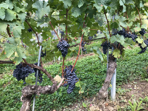 🍇 Gamay: Una Sinfonia di Frutta e Spezie da Perroy Grand Cru AOC La Côte di Cave du Consul