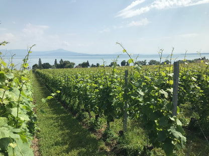 🍇 Chardonnay de Cave du Consul: Una Joya de la Región de La Côte