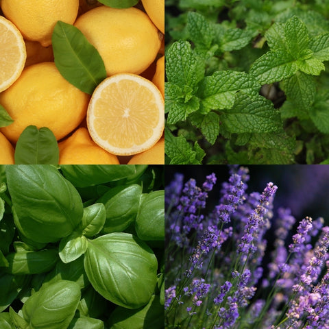 Cocooning Biocosmetics - Shower Pebbles OCEAN BLISS - Relax and Revitalize Your Shower! 🌊✨