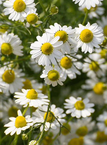 RAUSCH - Чутливий крем для рук з ромашкою 🌼 - Зволожуючий догляд за руками