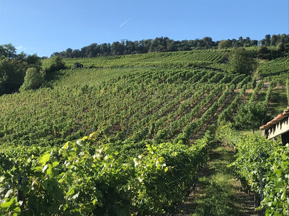 🍇 Chardonnay de Cave du Consul: Una Joya de la Región de La Côte