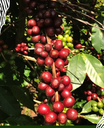 Xalala Obladi-Oblada - Brazilian Coffee Beans