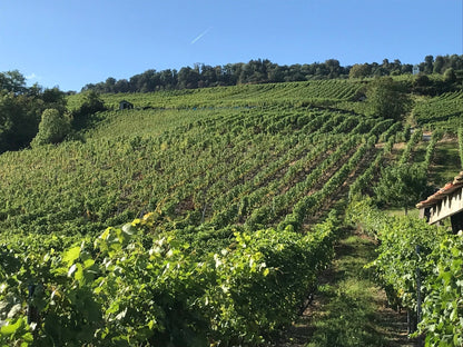 🍇 Gamay: Eine Symphonie von Früchten und Gewürzen aus Perroy Grand Cru AOC La Côte von Cave du Consul