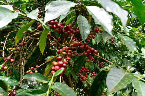 Xalala West-Arsi - Ethiopian Coffee Beans