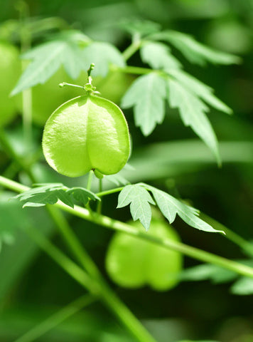 RAUSCH - Følsom balsam med hjerter i frø - Nærer og styrker 💚