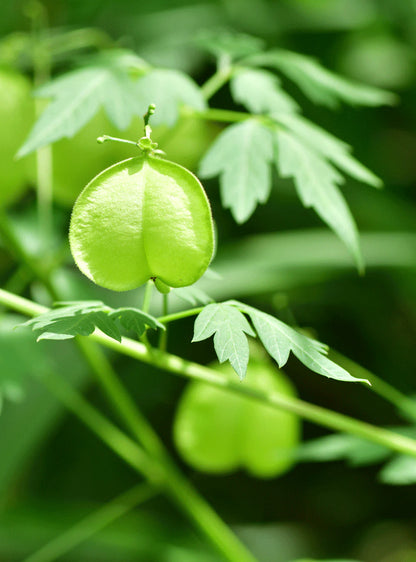 RAUSCH - Følsom hodebunns serum - Nærende hårbehandling 🌱