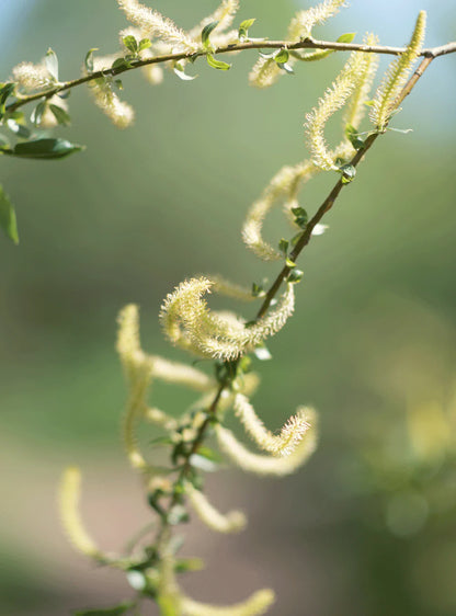 RAUSCH - Shampooing à l'écorce de saule - Soins capillaires naturels 🌿