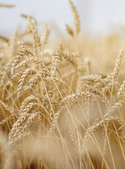 RAUSCH - Засоб для харчування волосся з вітаміном E - Живіть волосся 🌾