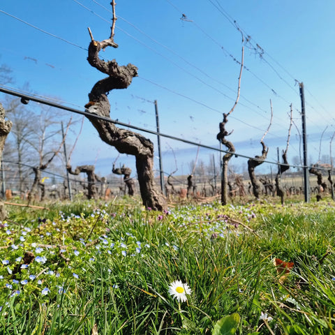 Château de Crans - Chasselas Curzilles - Exquisite Swiss White Wine 🍷