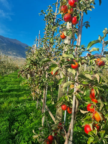 Cidrerie du Valais – Håndværk Demi-Sec Cider 33cl 🍏🍎 | 100% Naturlig, Sulfitfri