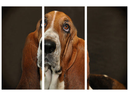 Leinwandbild 3-teilig Typisch Basset