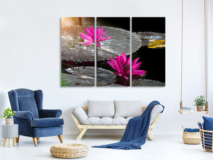 Leinwandbild 3-teilig Seerosen im Morgentau