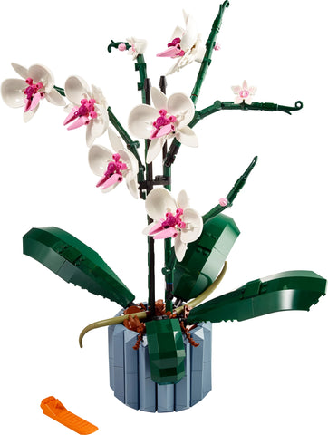 Orchidee