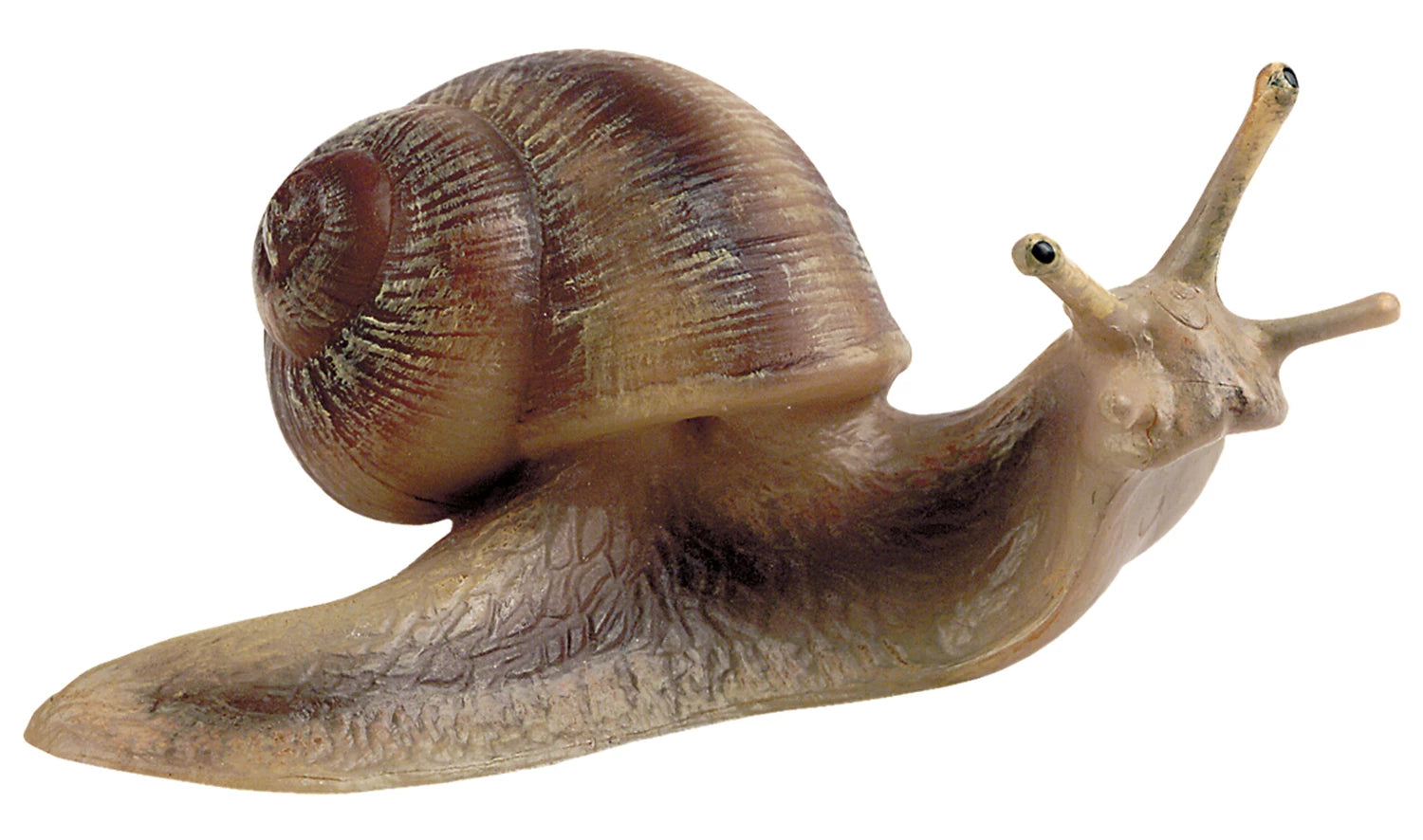 Weinbergschnecke