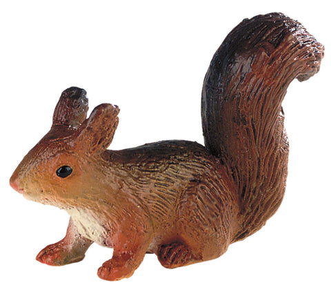 Eichhörnchen