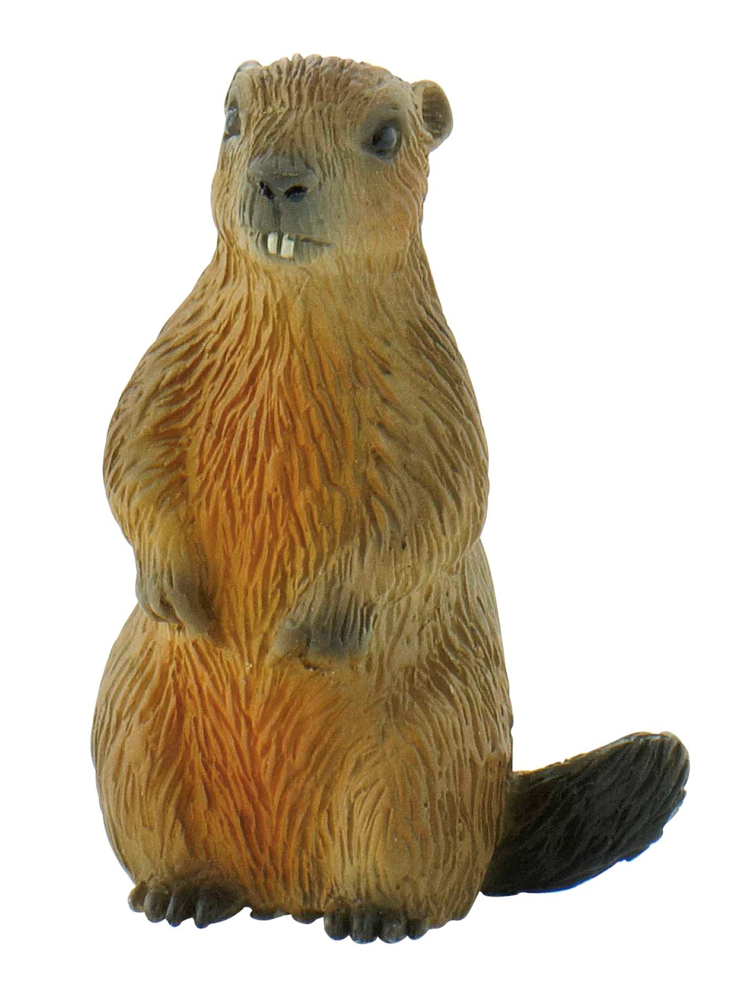Murmeltier