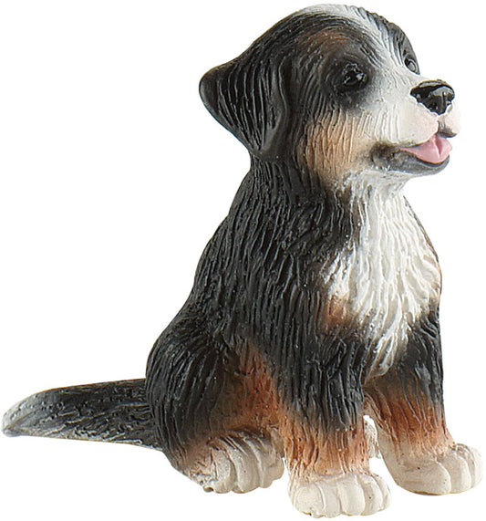 Berner Sennenhund Welpe Joy