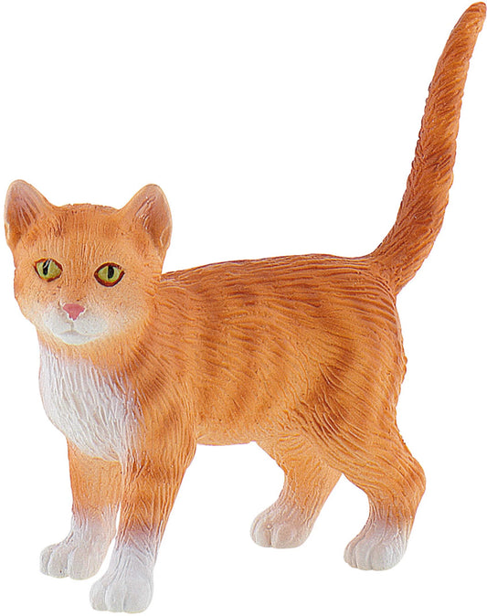Katze American Shorthair Francis