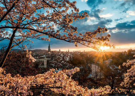 Puzzle Kirschblüten in Bern