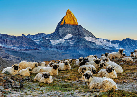 Puzzle Meet the Sheep Zermatt