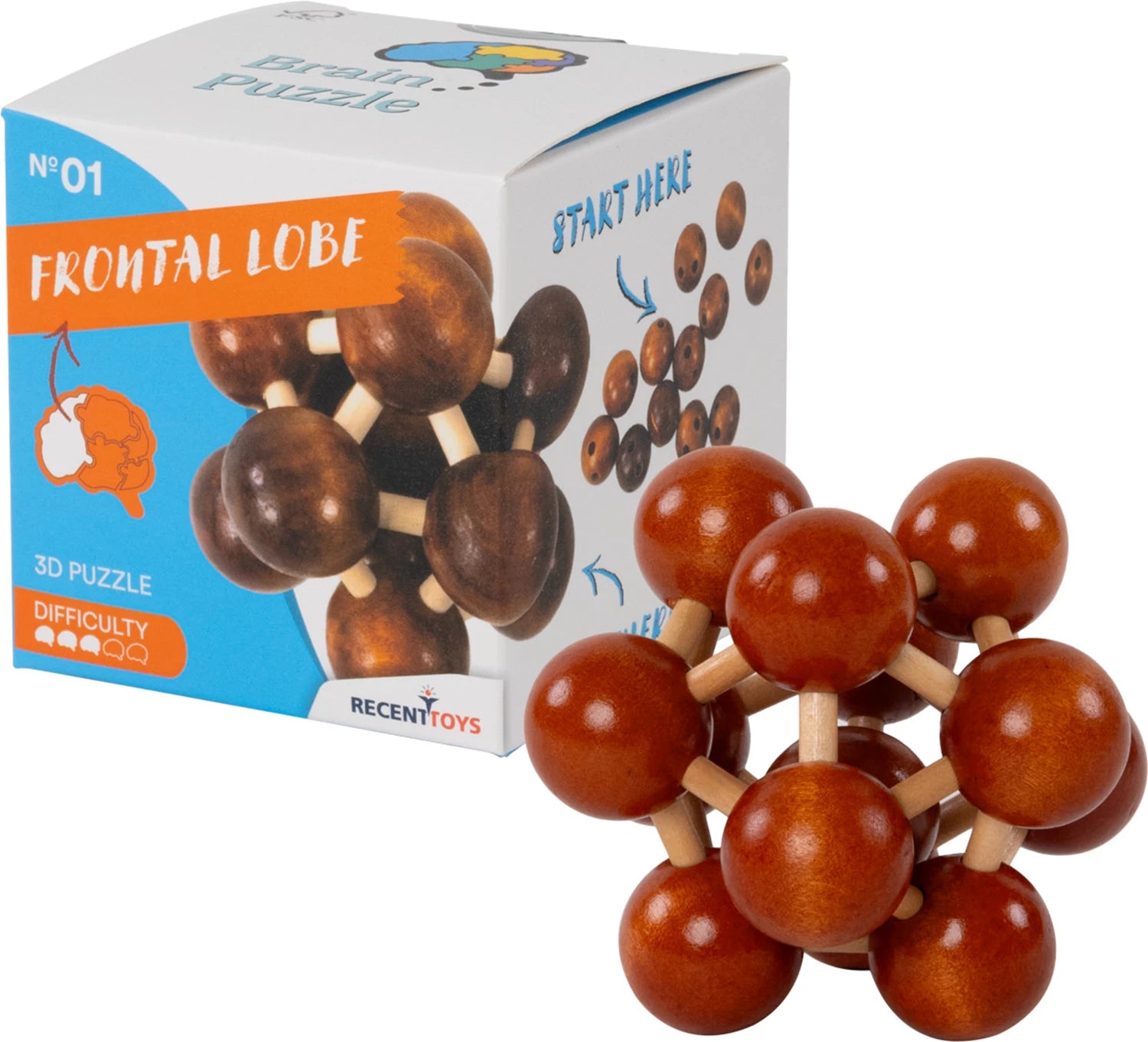 Brain Puzzle Nr.1 Frontal Lobe