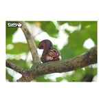 3D Bastelset Eichhörnchen (MQ6)