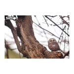 3D Bastelset Eule (MQ6)