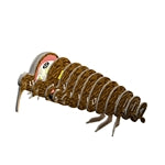 3D Bastelset Brauner Kiwi (MQ6)