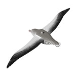 3D Bastelset Royal Albatross (MQ6)