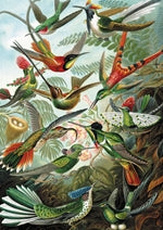 Haeckel - Kolibris 1000 T