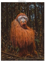 Orang-Utan 1000 Teile (Donal Boyd)
