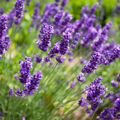 TerATer - FLÜSSIGSEIFE PROVENCE - LAVENDEL & BERGAMOT - Reine Entspannung & Frische ✨🌿