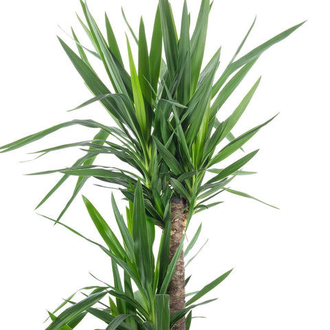 Künstliche Yucca Palme – pflegeleicht & realistisch