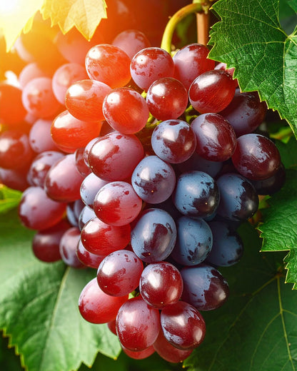 By Velcheva Duftkerze Rosso – 160 ml, rote Trauben, Beeren & Birkenholz
