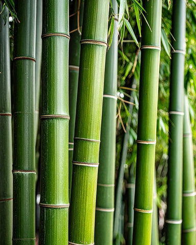 By Velcheva Raumduft Mikado Bamboo – 125 ml, Bambus, Lilie & Vanille