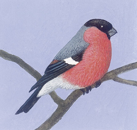 COPPENRATH Wandkalender 70003 Tier im Winter