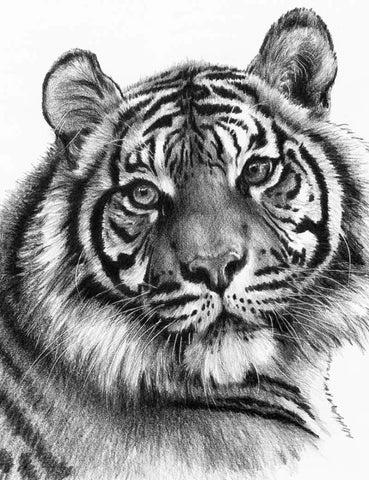 R&L SKETCHING STD TIGRE 24X33CM