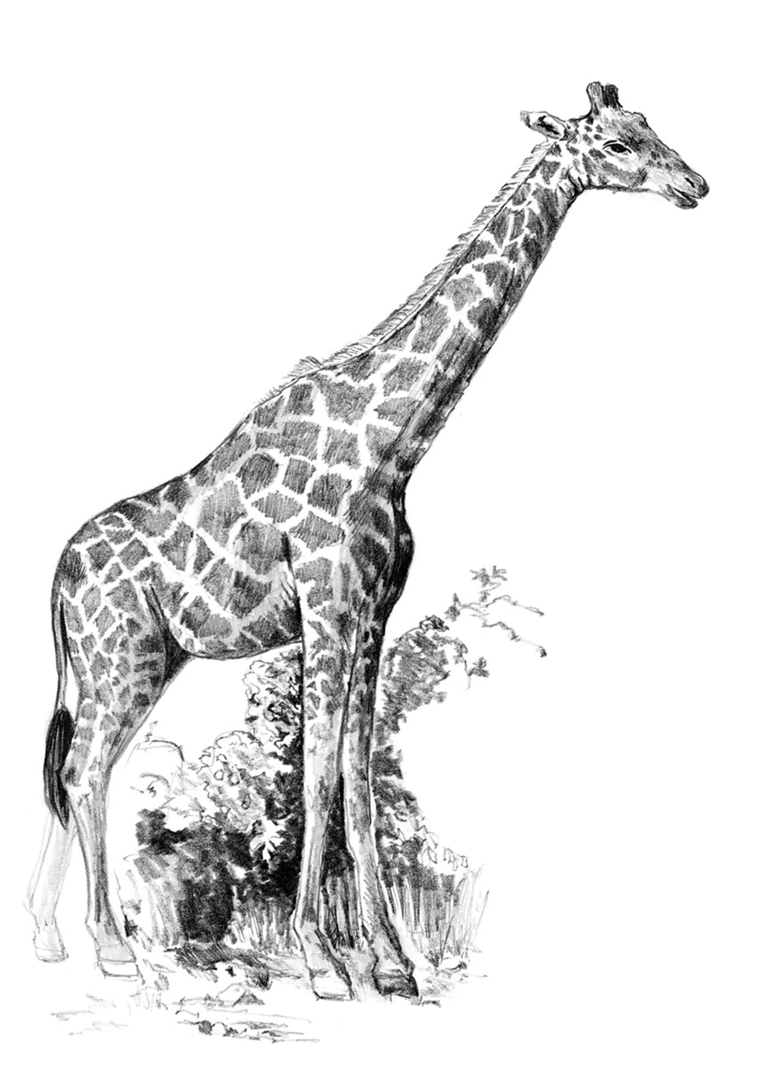 R&L SKETCHING MNI GIRAFE 14X20CM