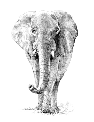 R&L SKETCHING STD ELEPHANT 24X33CM