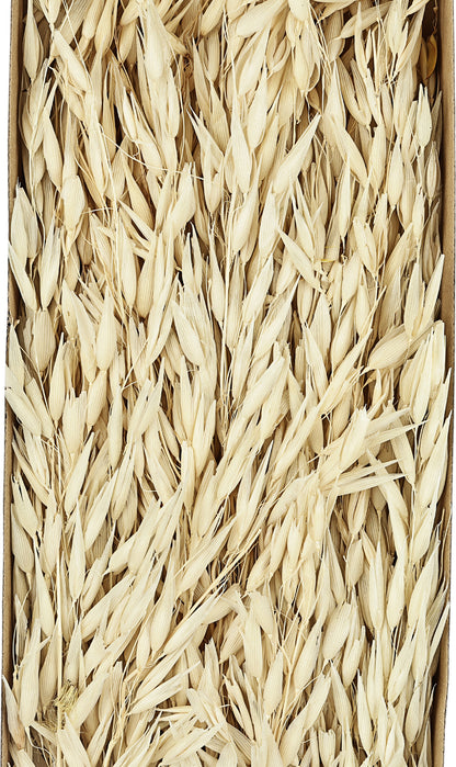 EGLO Trockenblume 60cm 428036 beige