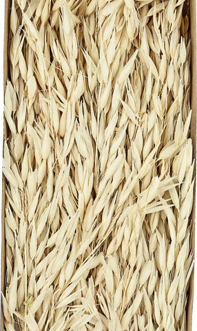 EGLO Trockenblume 60cm 428036 beige
