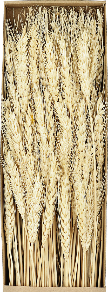 EGLO Trockenblume 60cm 428037 beige
