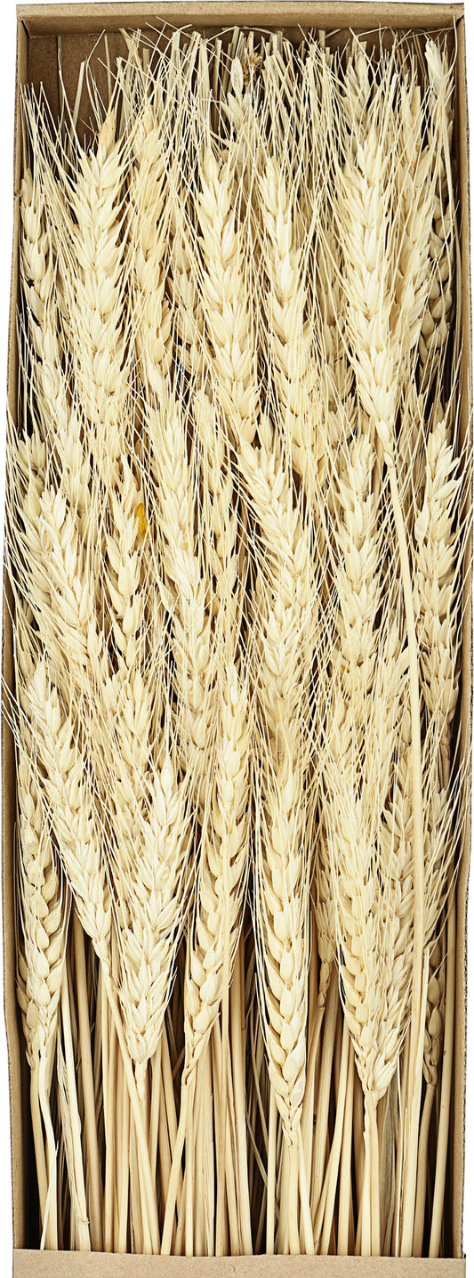 EGLO Trockenblume 60cm 428037 beige