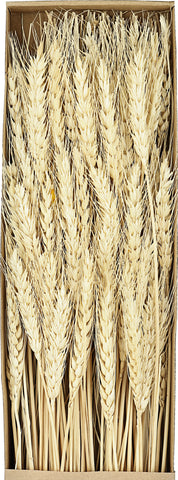 EGLO Trockenblume 60cm 428037 beige