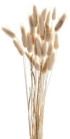 EGLO Trockenblume 60cm 428039 beige