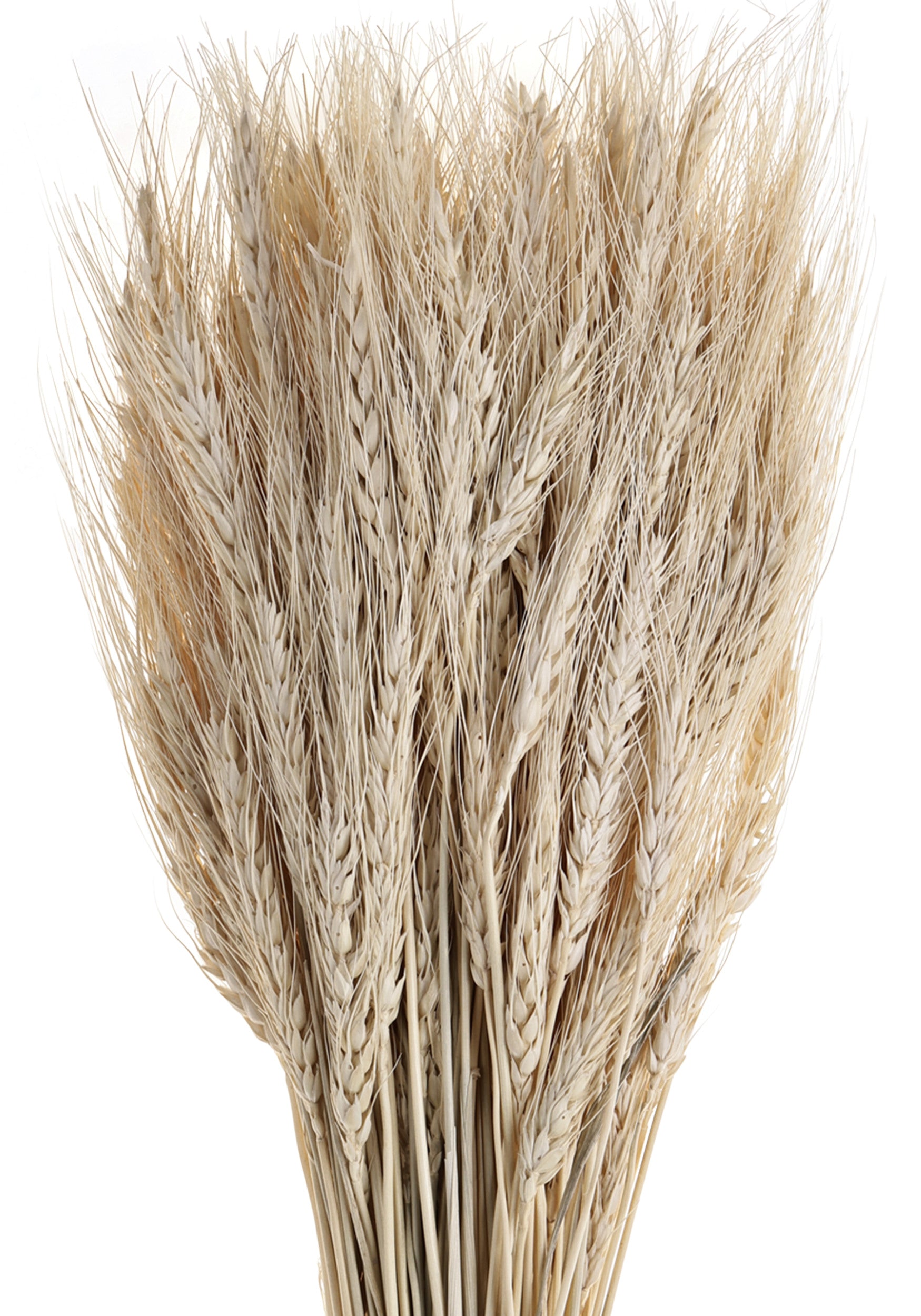 EGLO Trockenblume 60cm 428041 beige