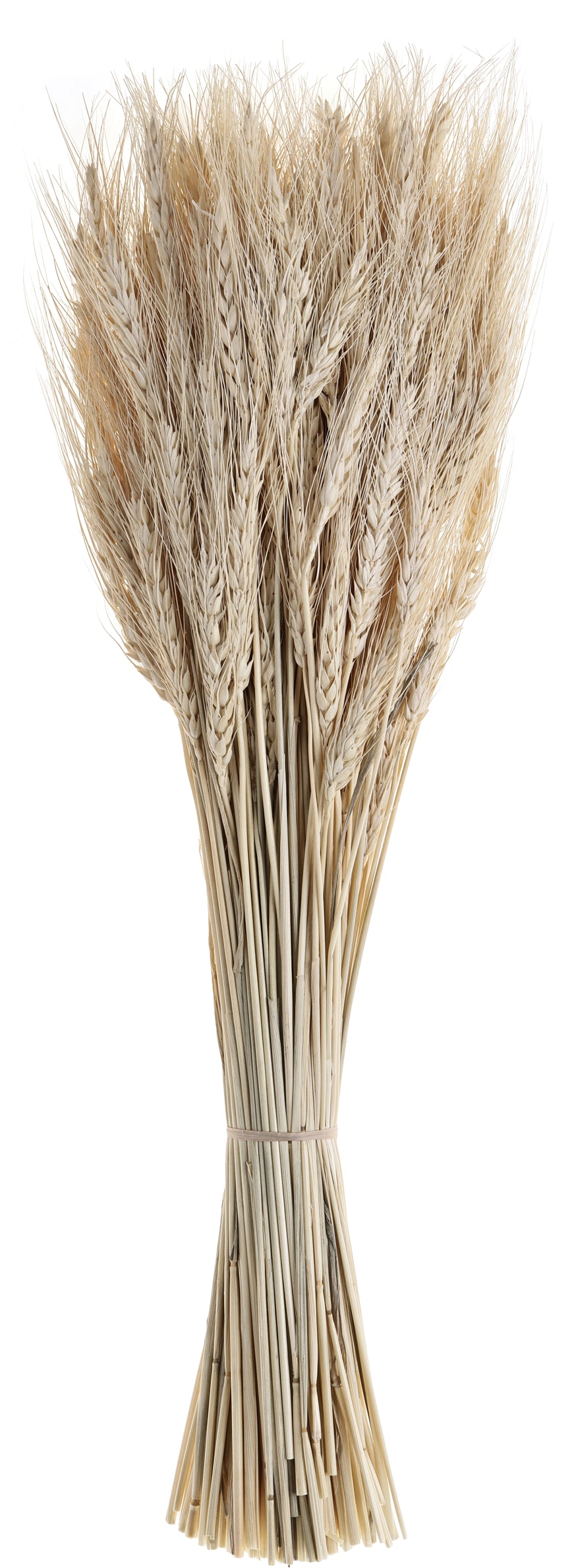 EGLO Trockenblume 60cm 428041 beige