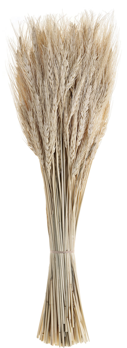 EGLO Trockenblume 60cm 428041 beige