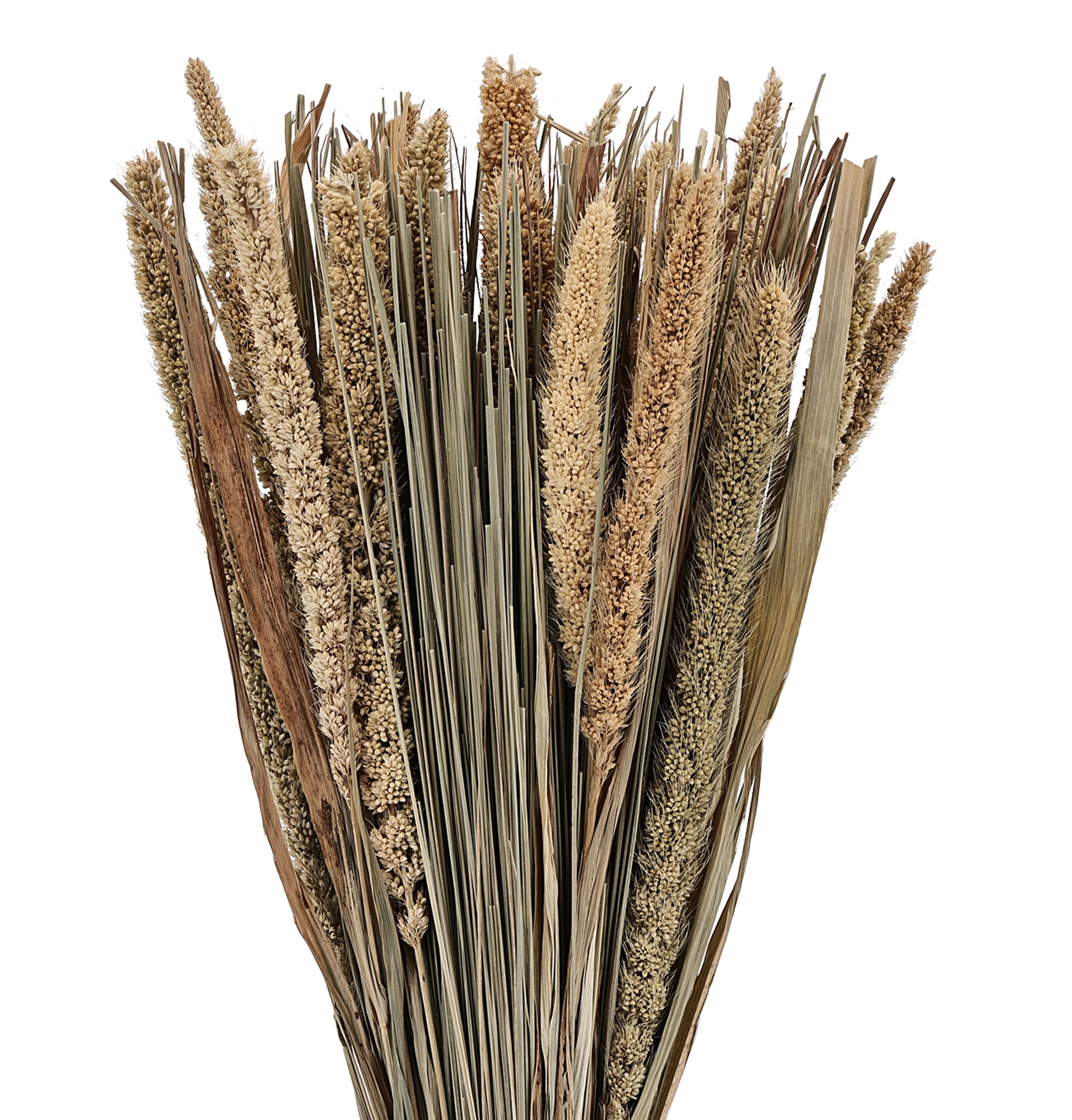 EGLO Trockenblume 45cm 428046 braun